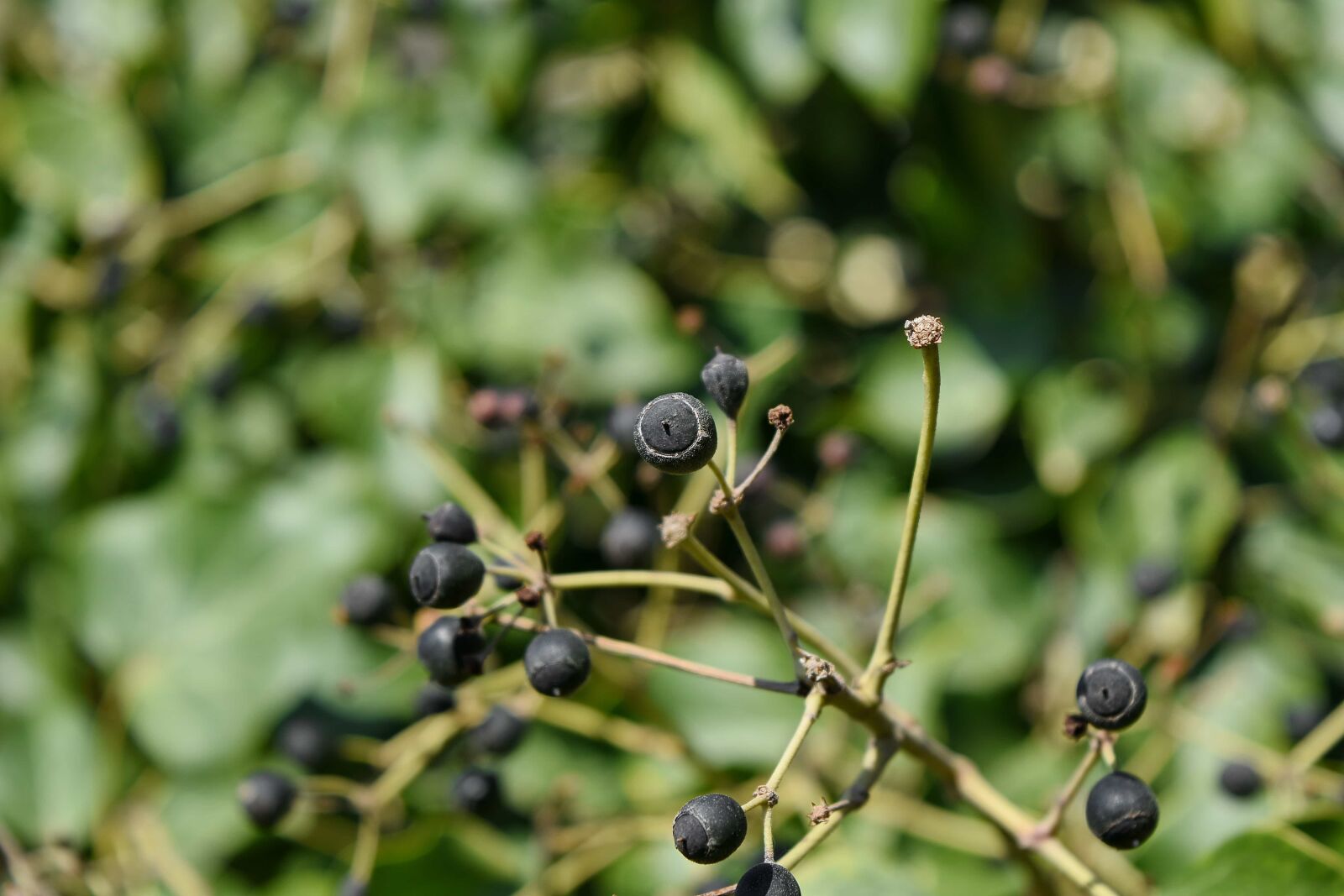 Nikon D5500 sample photo. Branches, bushes, leaf, berry photography
