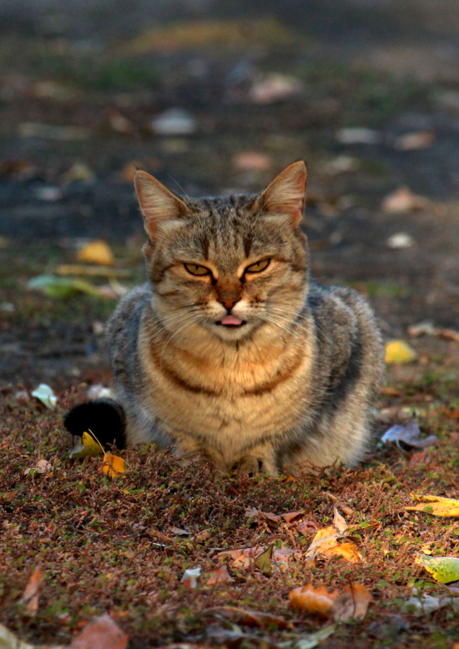 Canon EOS 1200D (EOS Rebel T5 / EOS Kiss X70 / EOS Hi) sample photo. Cat, autumn, nature photography