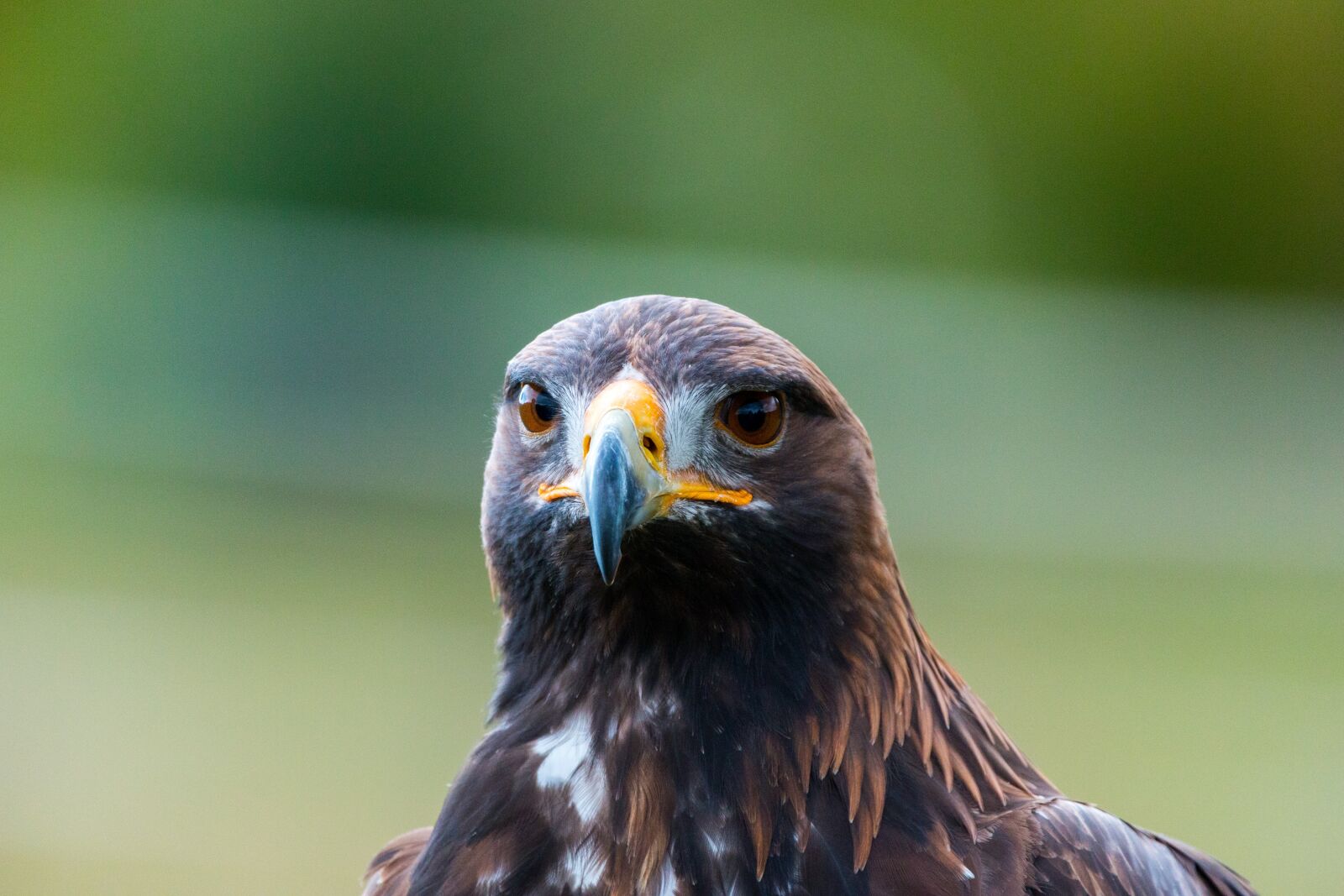 150-600mm F5-6.3 DG OS HSM | Contemporary 015 sample photo. Golden eagle, adler, bird photography