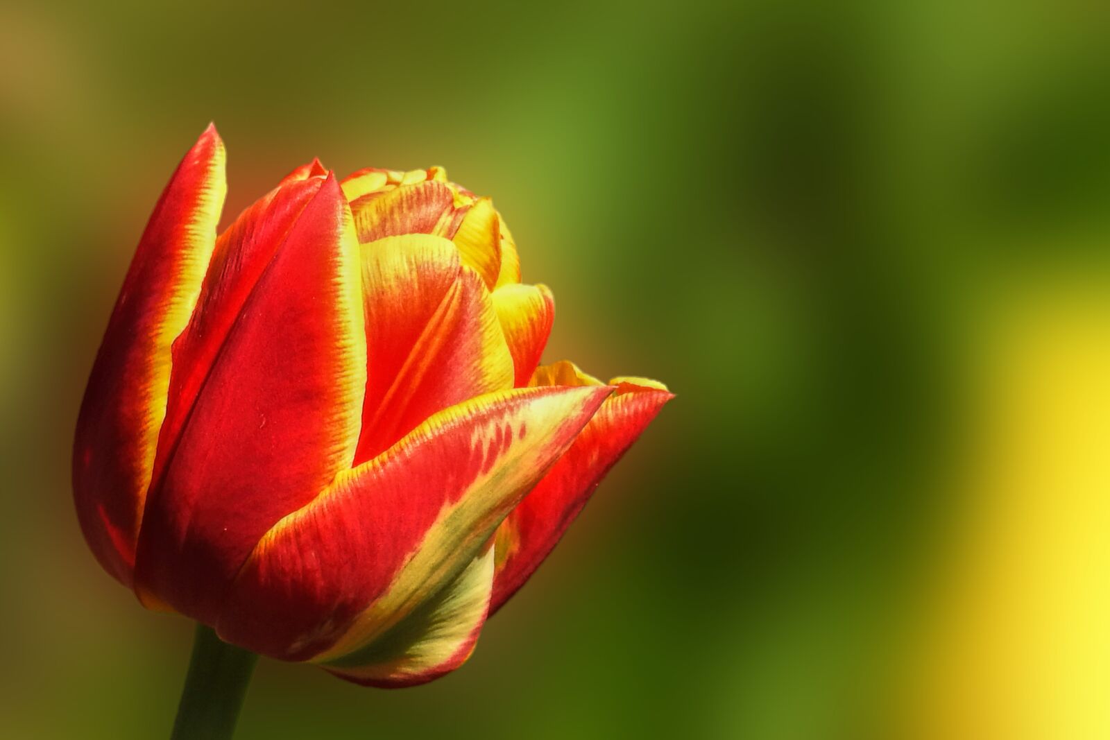 Nikon Coolpix P900 sample photo. Tulip, nature, flower photography