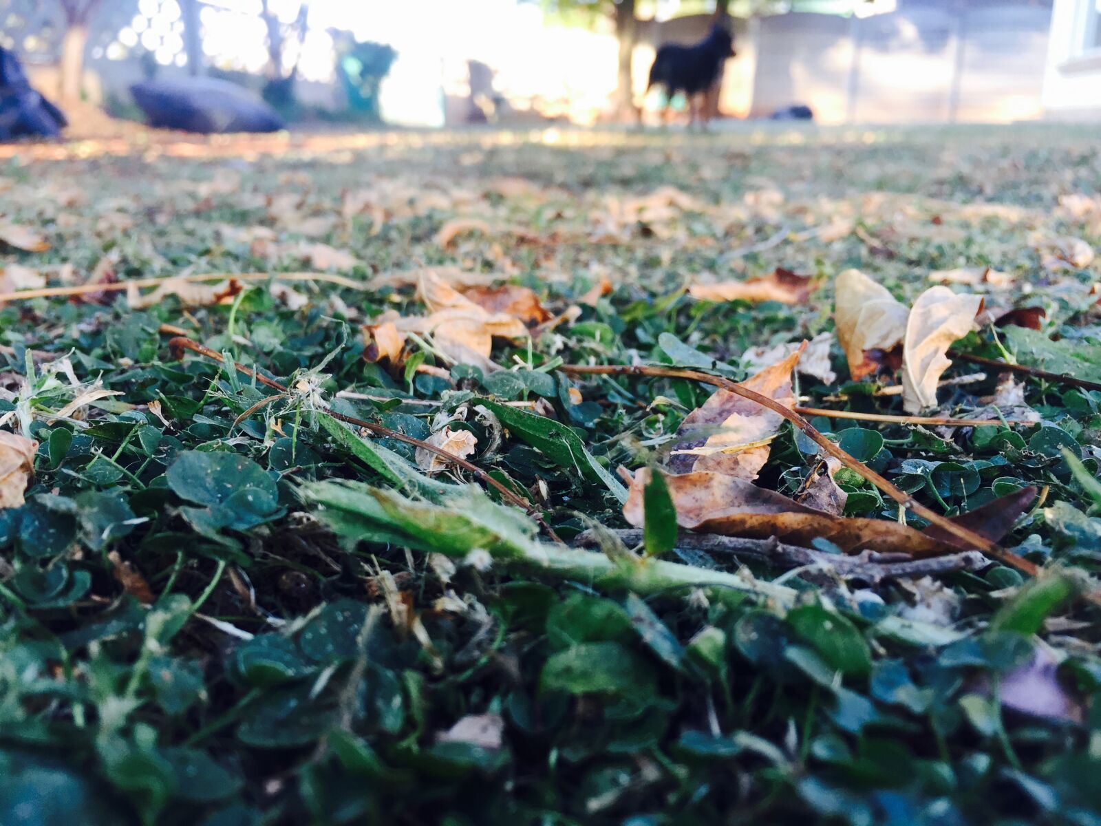 iPhone 6 back camera 4.15mm f/2.2 sample photo