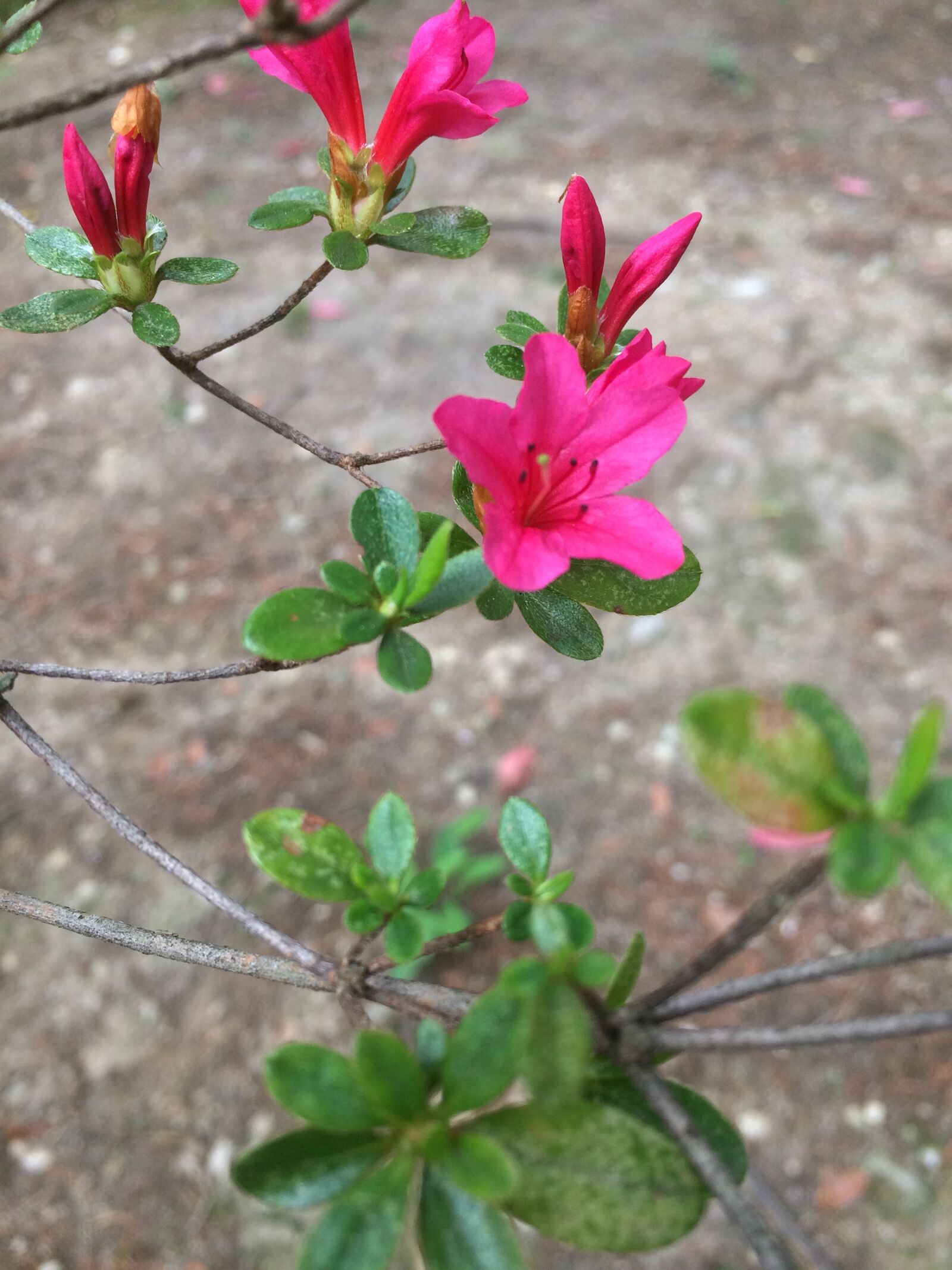 iPhone 5s back camera 4.15mm f/2.2 sample photo. Flower, pink, nature photography