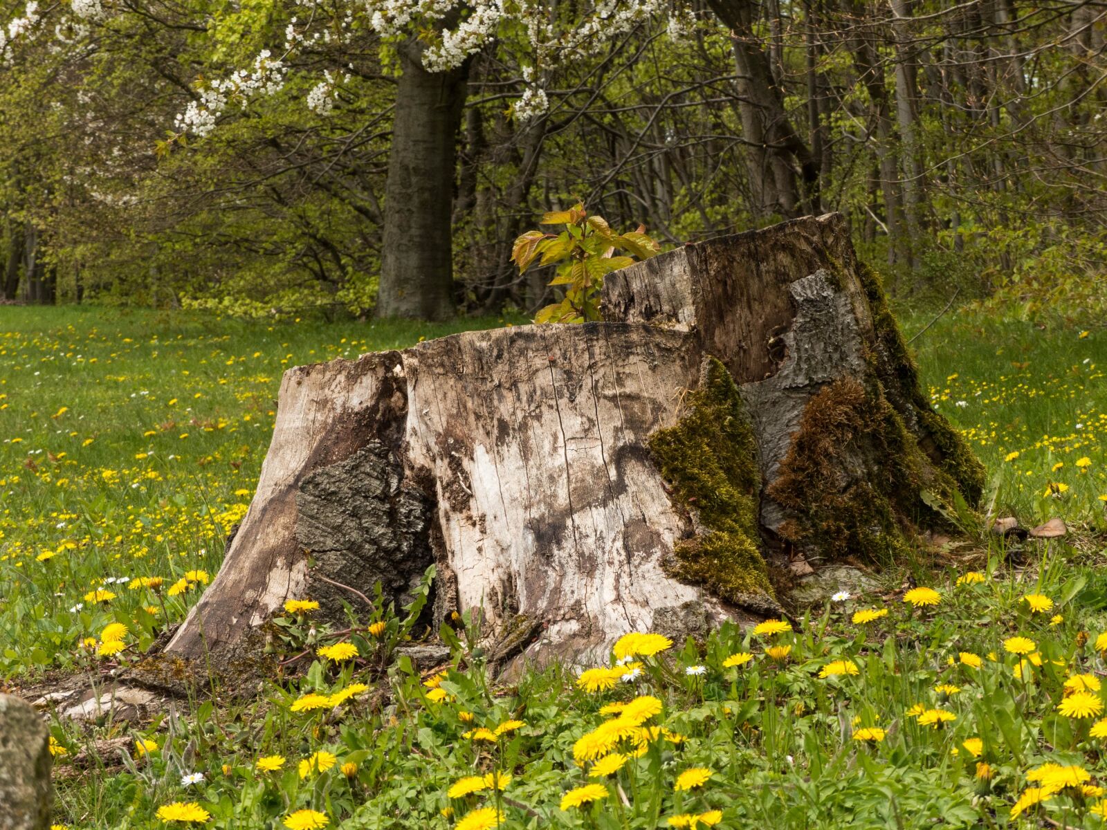 Panasonic Lumix DMC-FZ200 sample photo. Tree stump, forest, dandelion photography