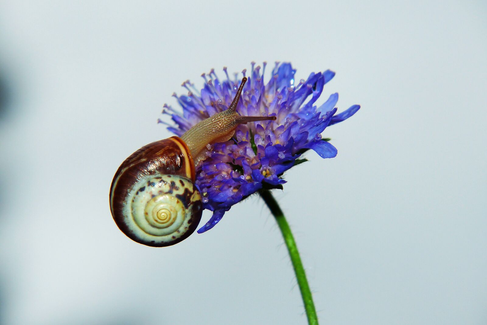 Panasonic Lumix DMC-FZ200 sample photo. Zaro larka total, molluscum photography