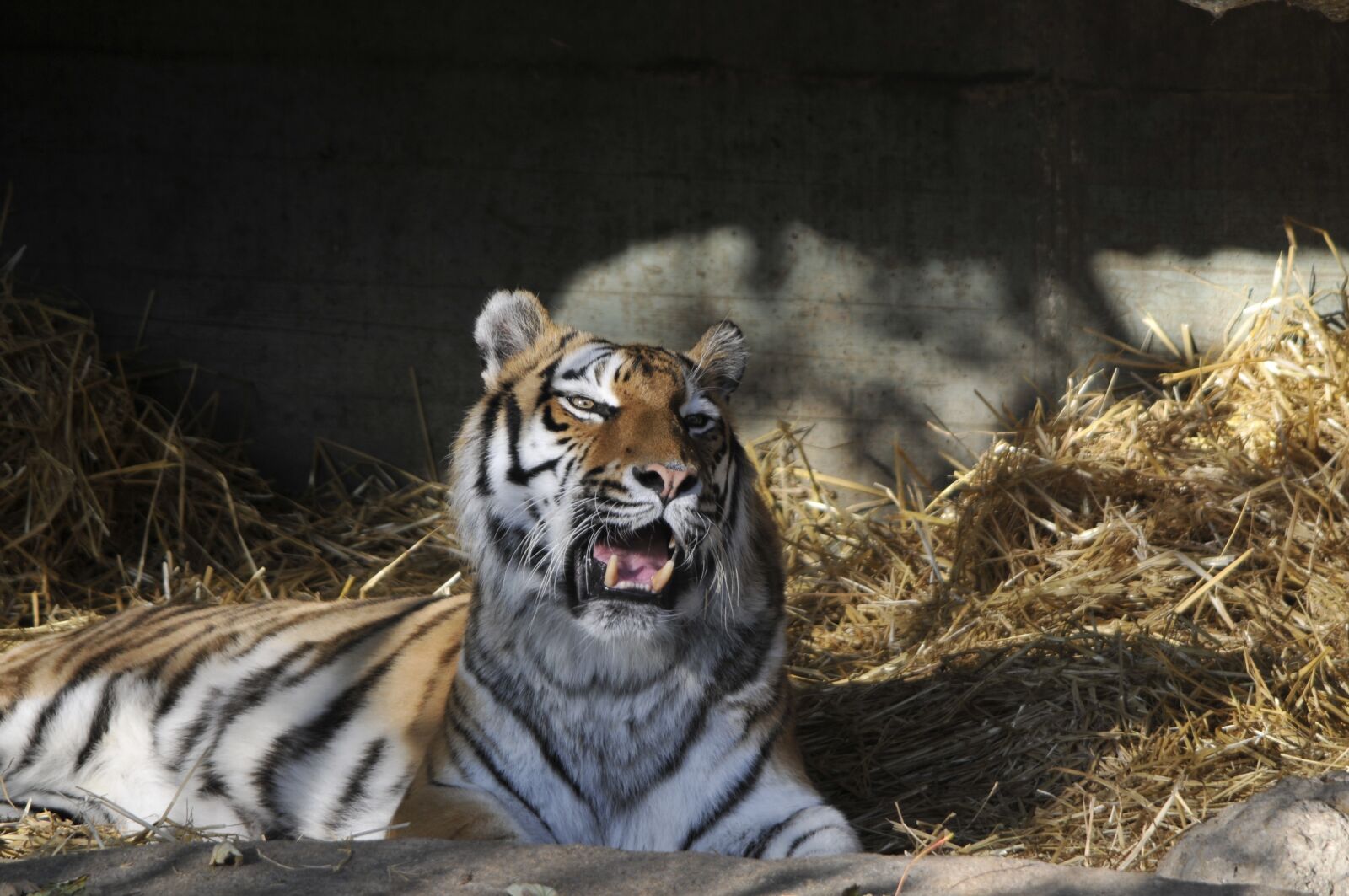 Nikon D300 sample photo. Zoo, hellabrunn, munich photography