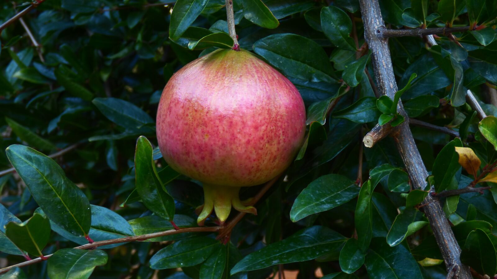 Panasonic DMC-FZ72 sample photo. Pomegranate, leaves, fruit photography