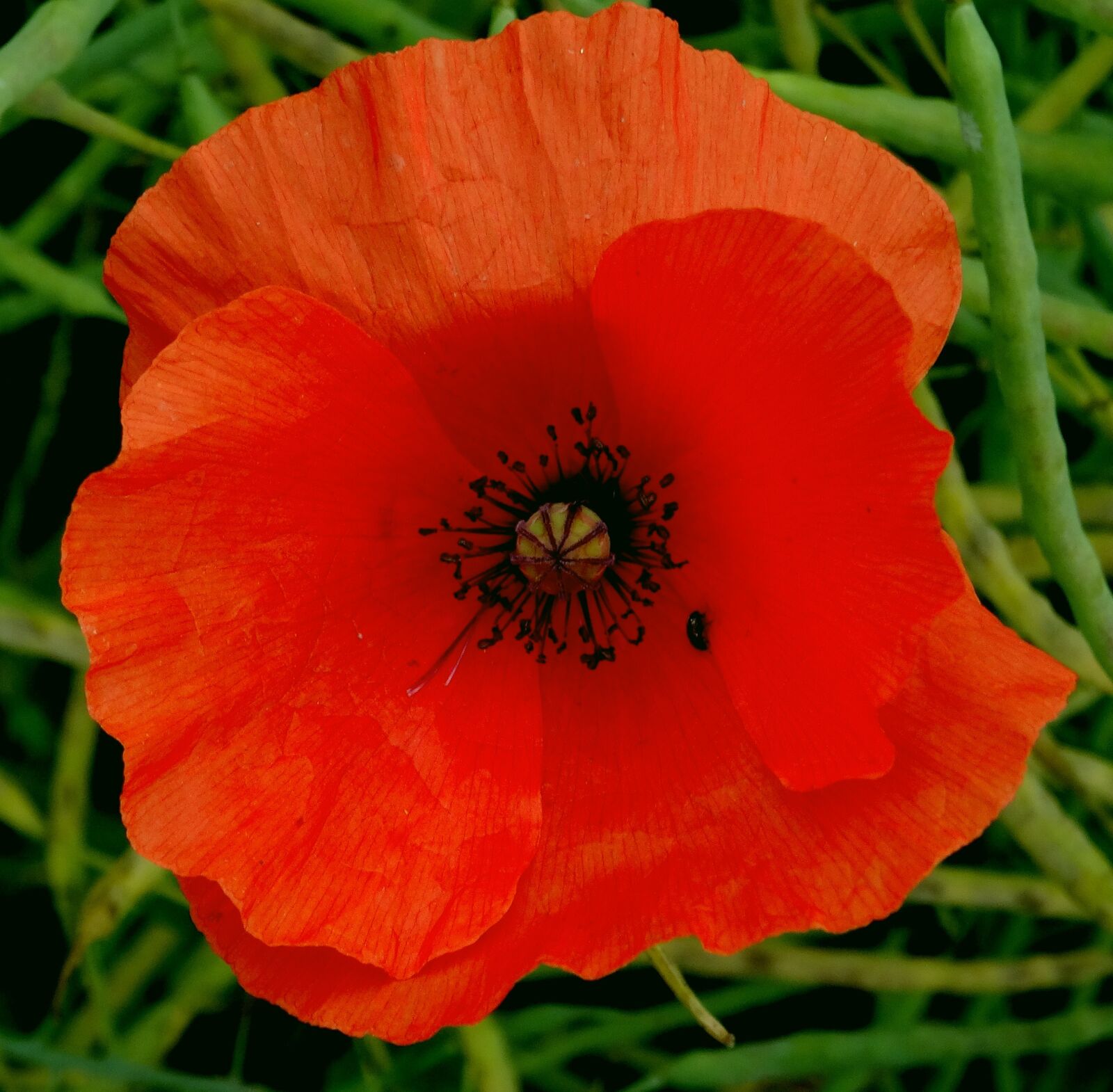 Sony Cyber-shot DSC-HX50V sample photo. Poppy, blossom, bloom photography