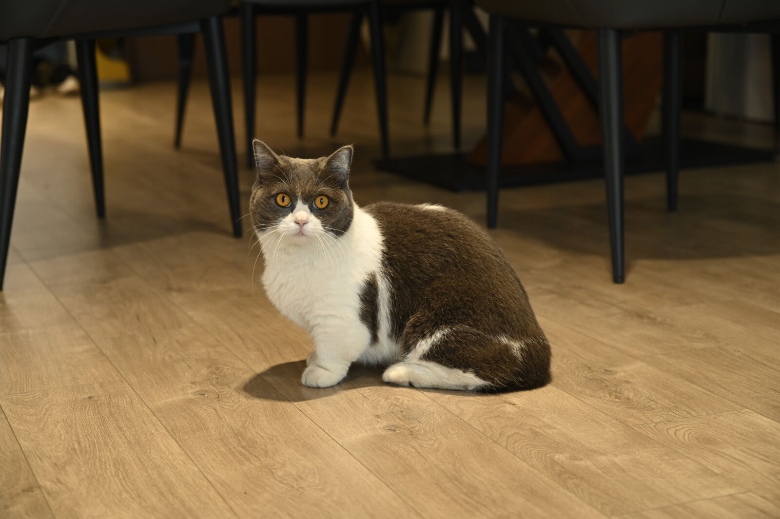 Nikon D780 sample photo