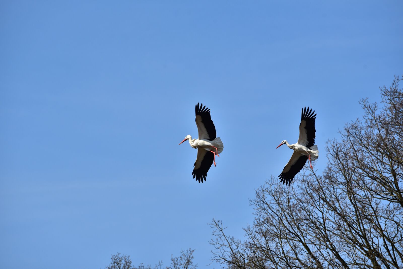 Nikon D750 sample photo. Stork, sky, flying photography