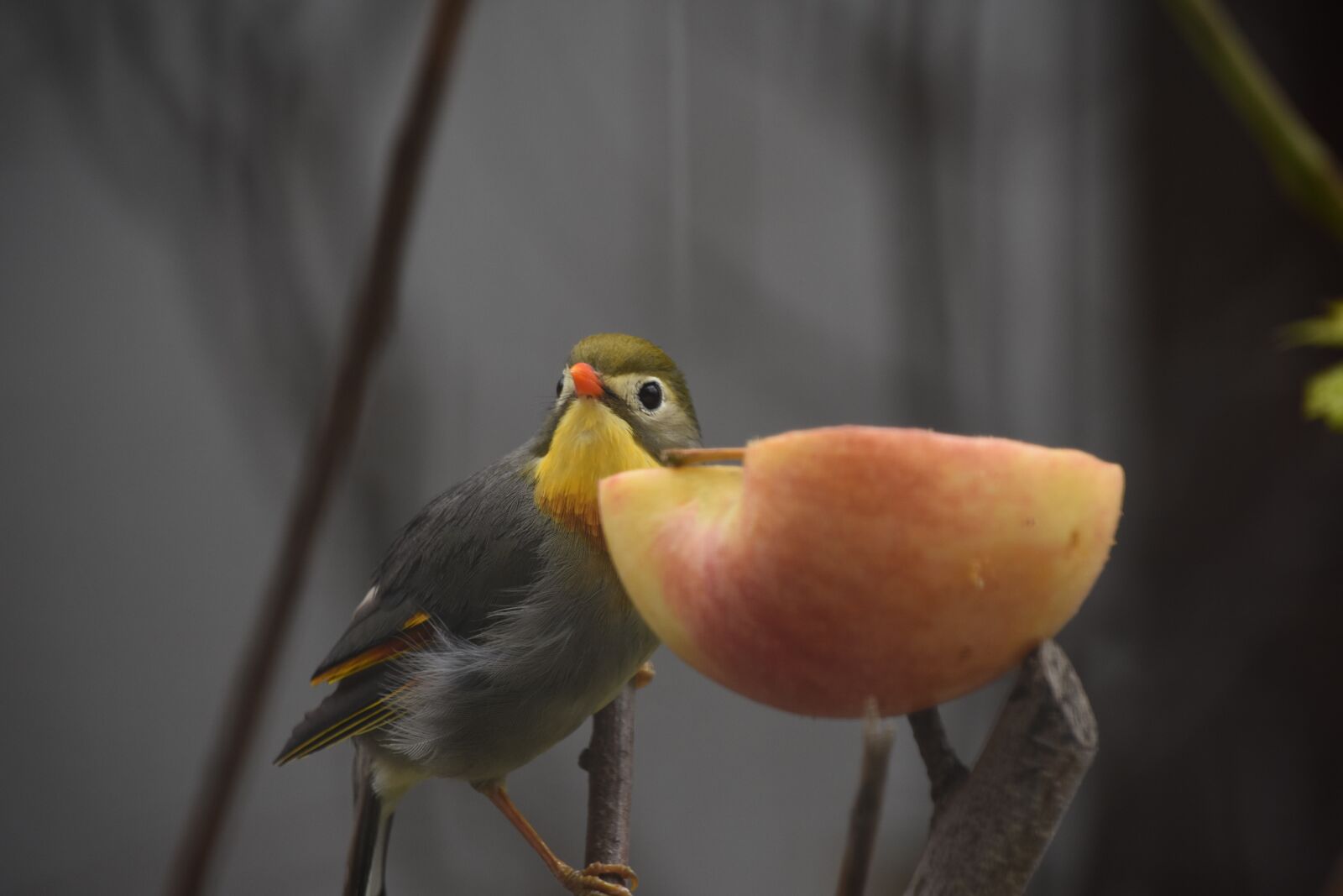 Nikon D7200 sample photo. Birds, animal, apple photography