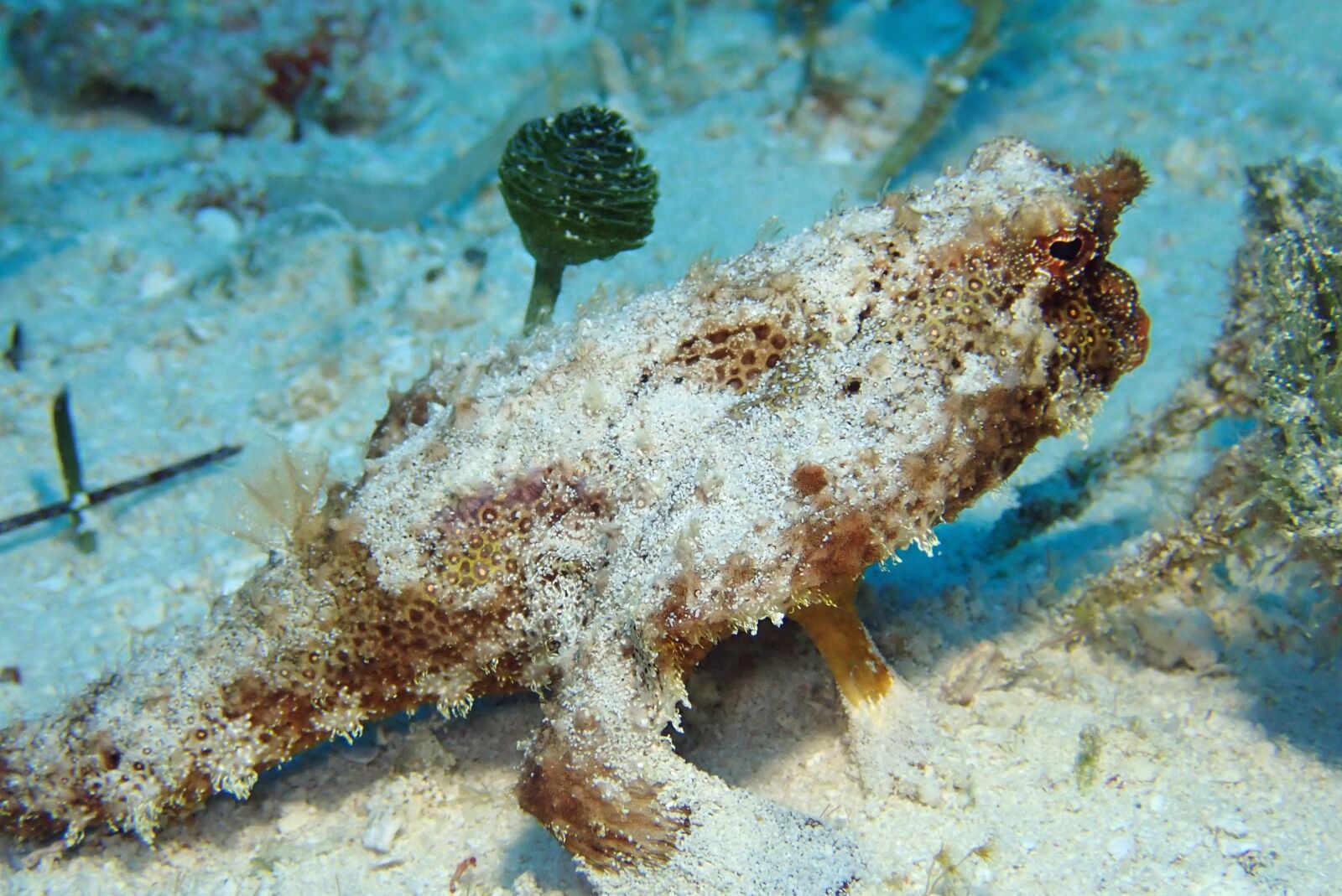 Olympus TG-5 sample photo. Fish, underwater, marine photography