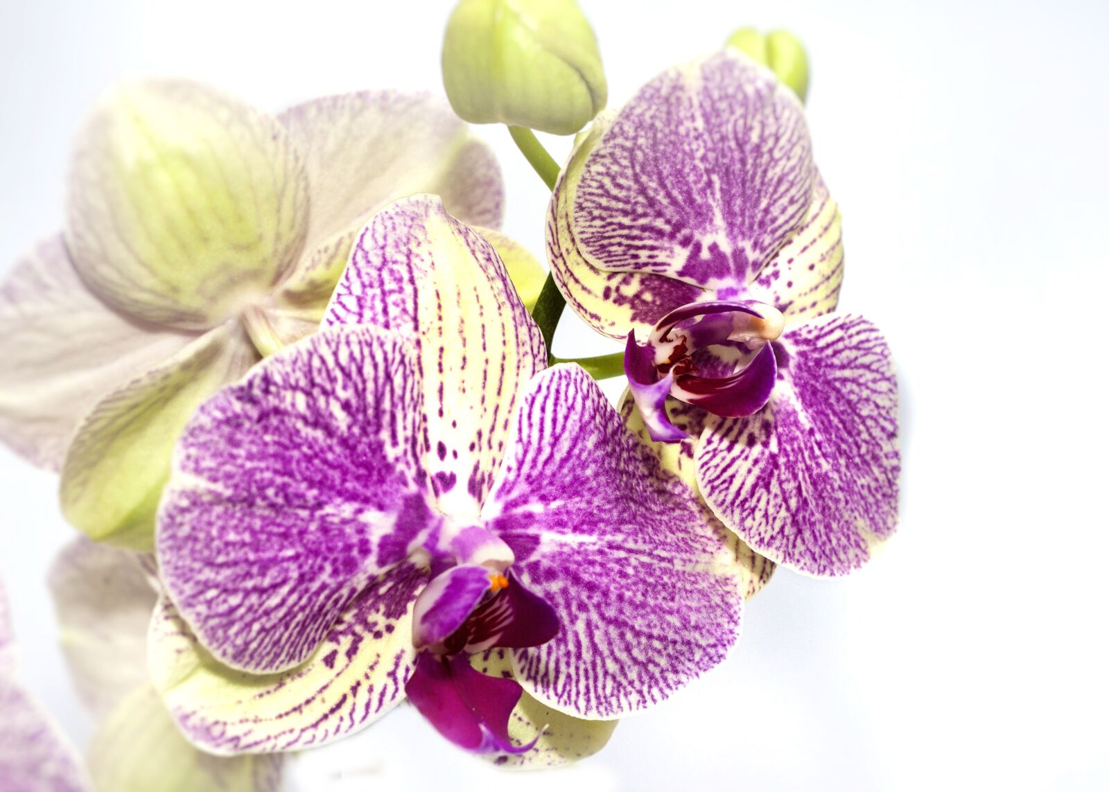 Canon EOS 50D + Canon EF 50mm F1.8 II sample photo. Orchid, phalaenopsis, yellow photography