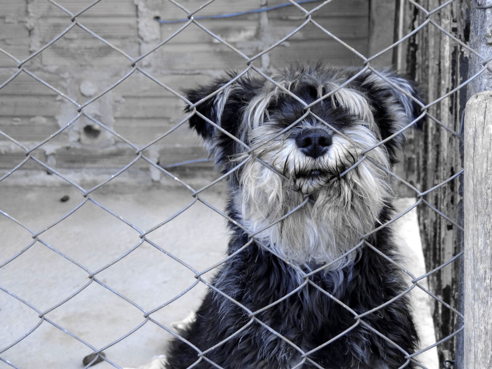 Nikon Coolpix P520 sample photo. Dog, stuck, animal photography