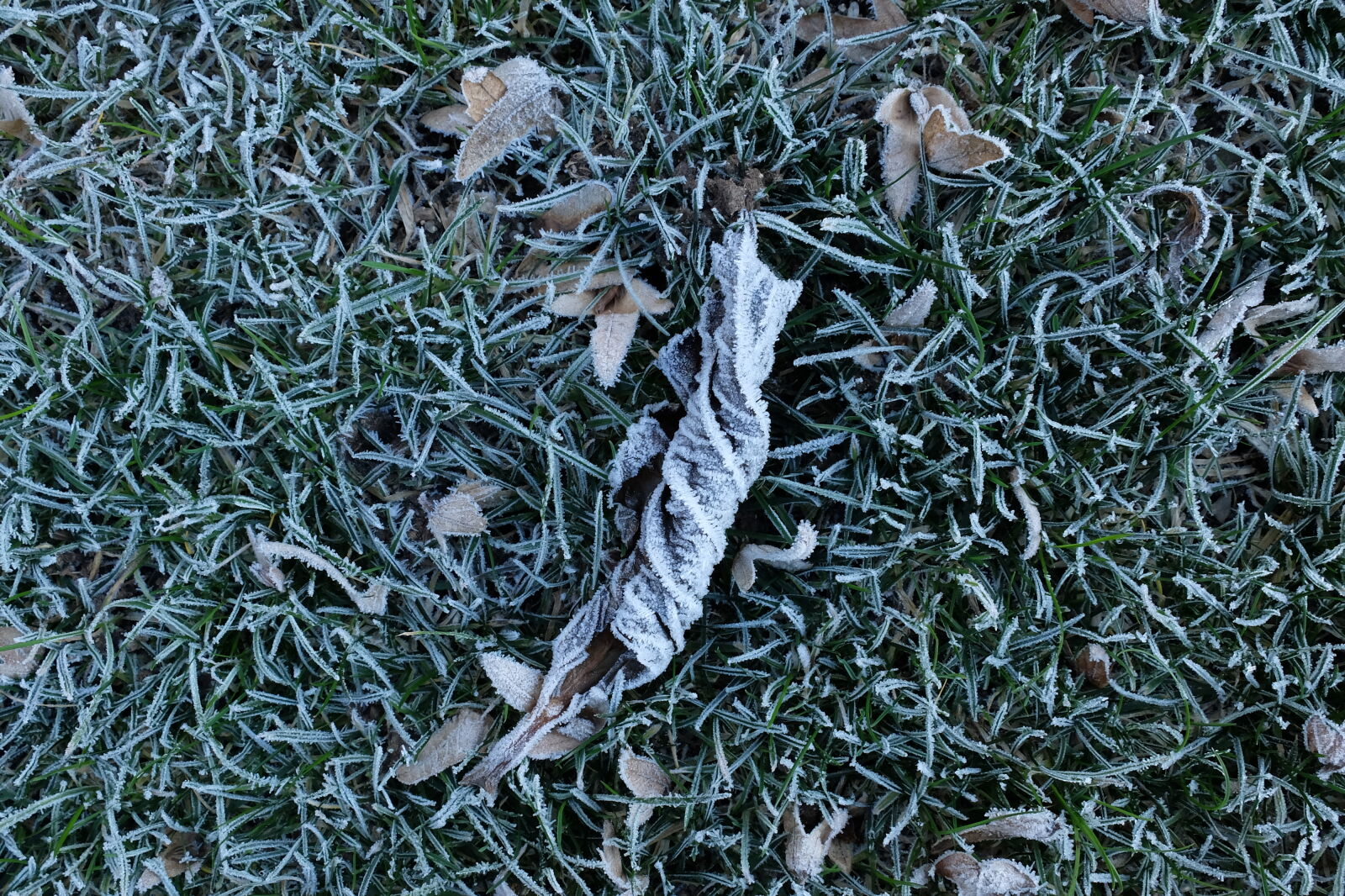 Fujifilm X30 sample photo. Autumn, frost, leaf, low photography