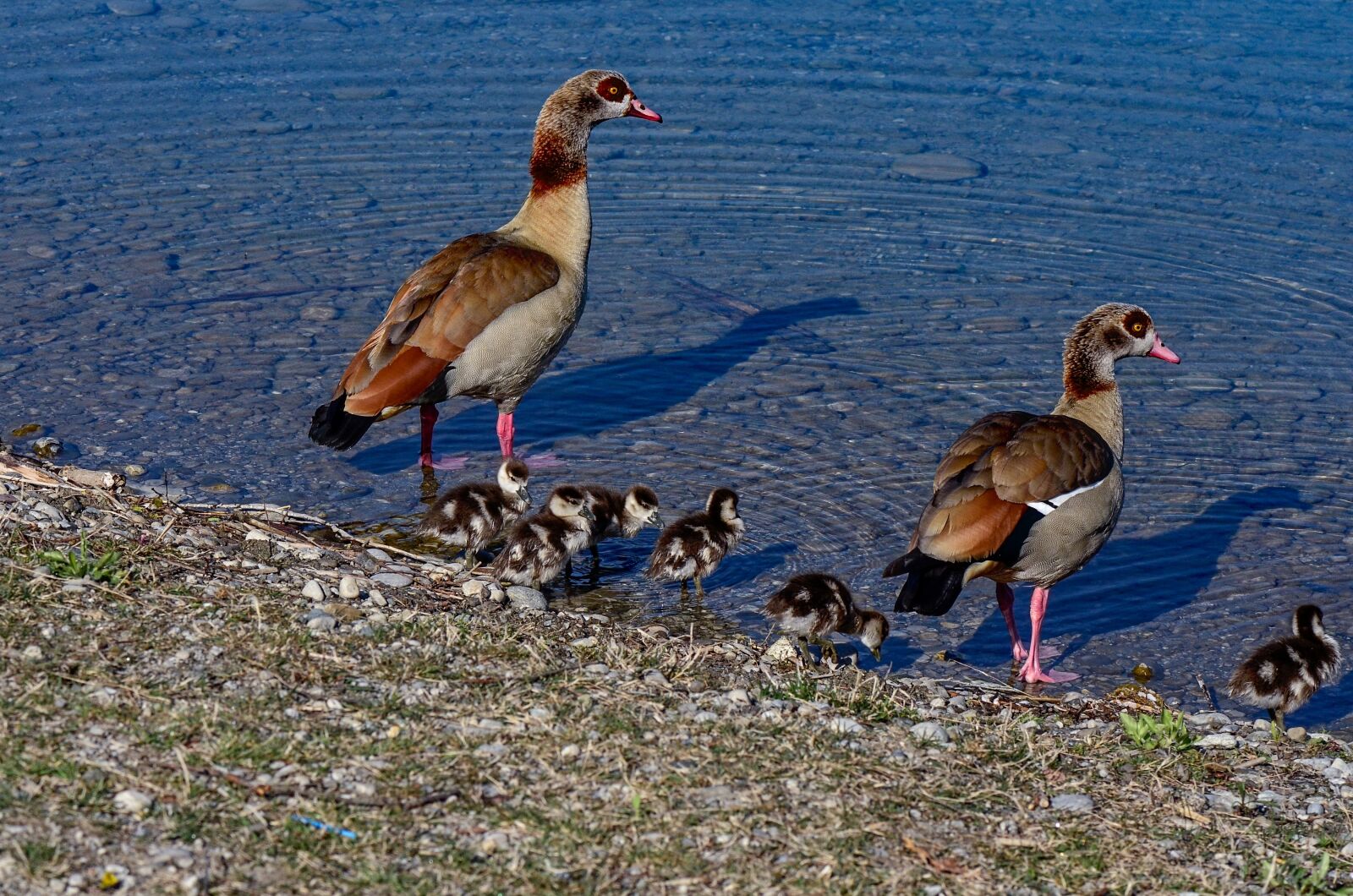 Nikon D7000 sample photo. Ducks, water, bird photography