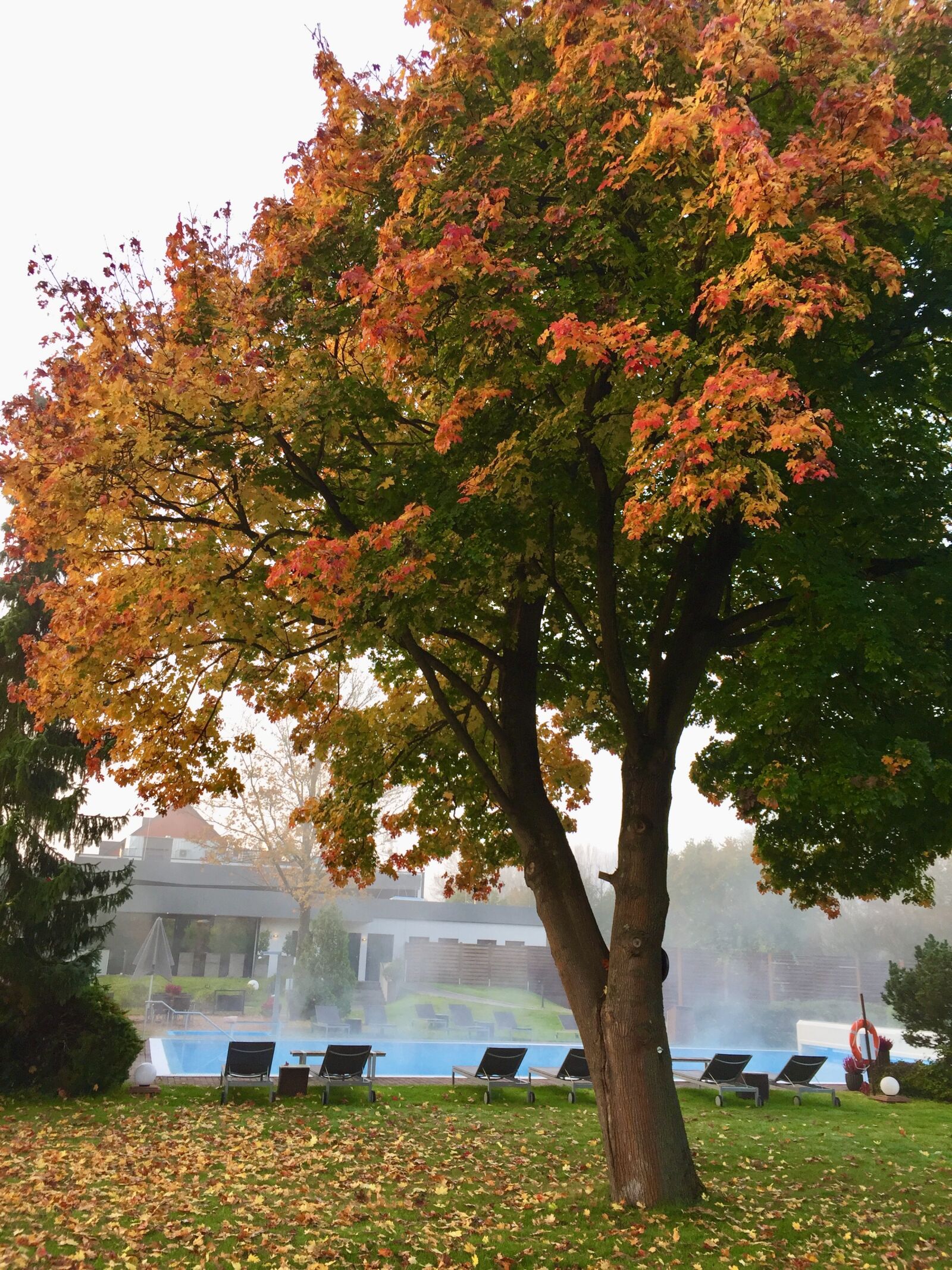 iPhone 6 back camera 4.15mm f/2.2 sample photo. Autumn, tree, autumn-appearance photography
