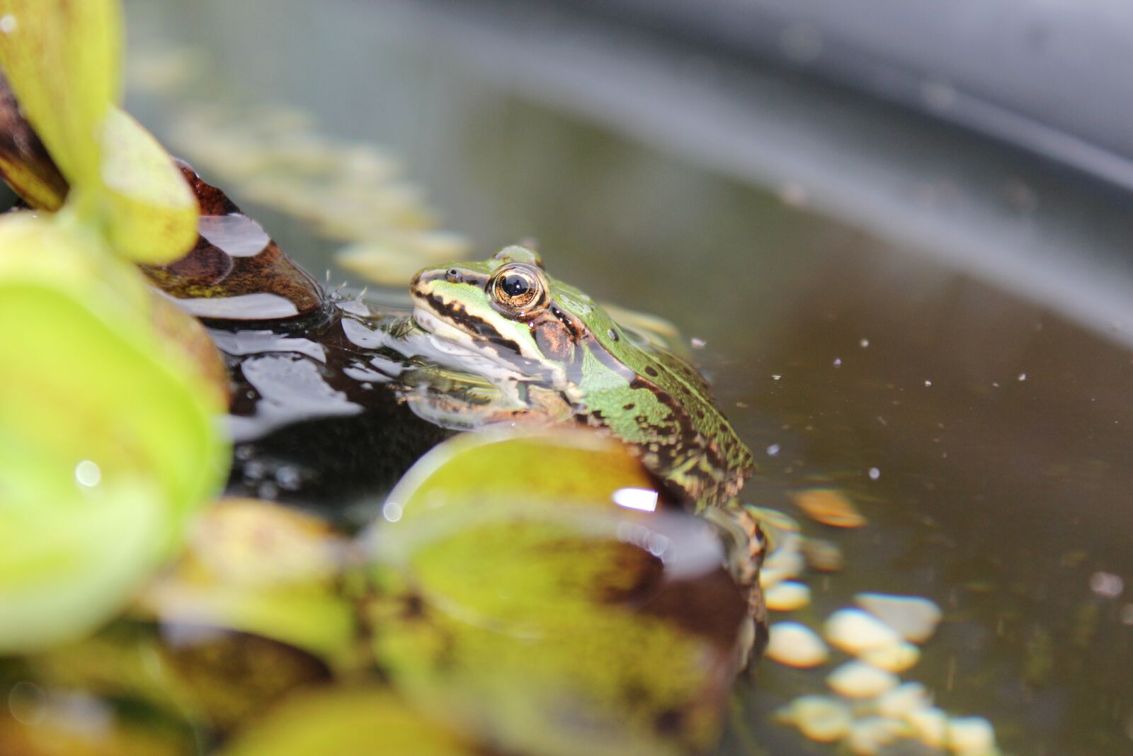 Canon EOS 600D (Rebel EOS T3i / EOS Kiss X5) sample photo. Frog pond, frog, water photography