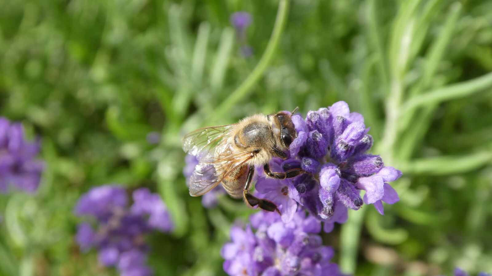 Panasonic DMC-TZ81 sample photo. Bee, insect, lavender photography