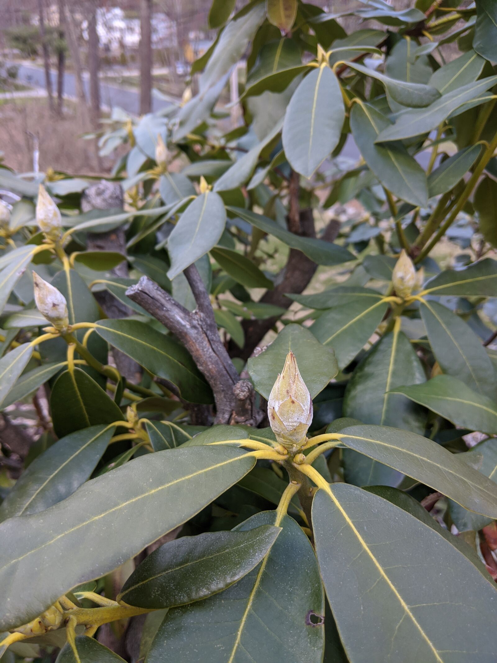 Google Pixel 3a XL sample photo. Bud, rhododendron, spring photography
