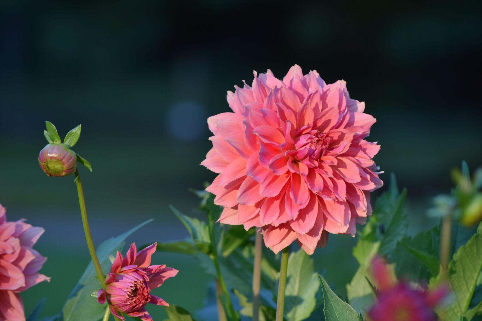 Nikon D3300 sample photo. Dahlia, flower, blossom photography