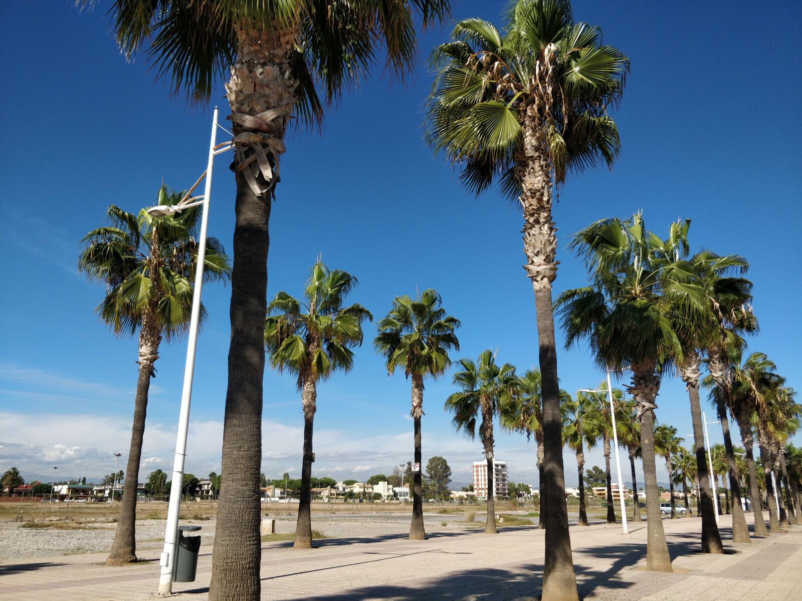 OnePlus 5 sample photo. Beach, burriana, palmtree, playa photography