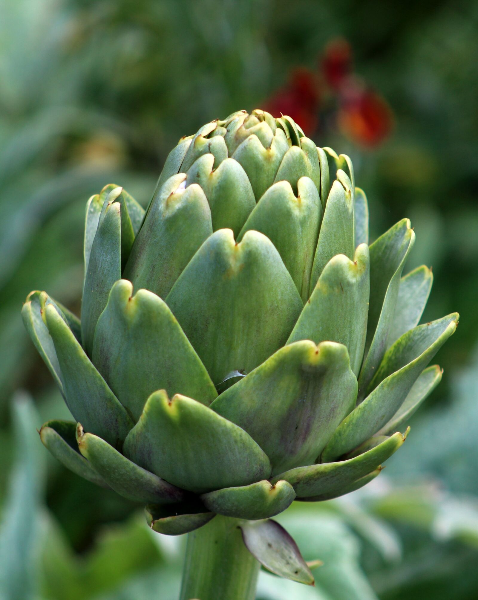 Canon EF75-300mm f/4-5.6 sample photo. Nature, flora, flower photography