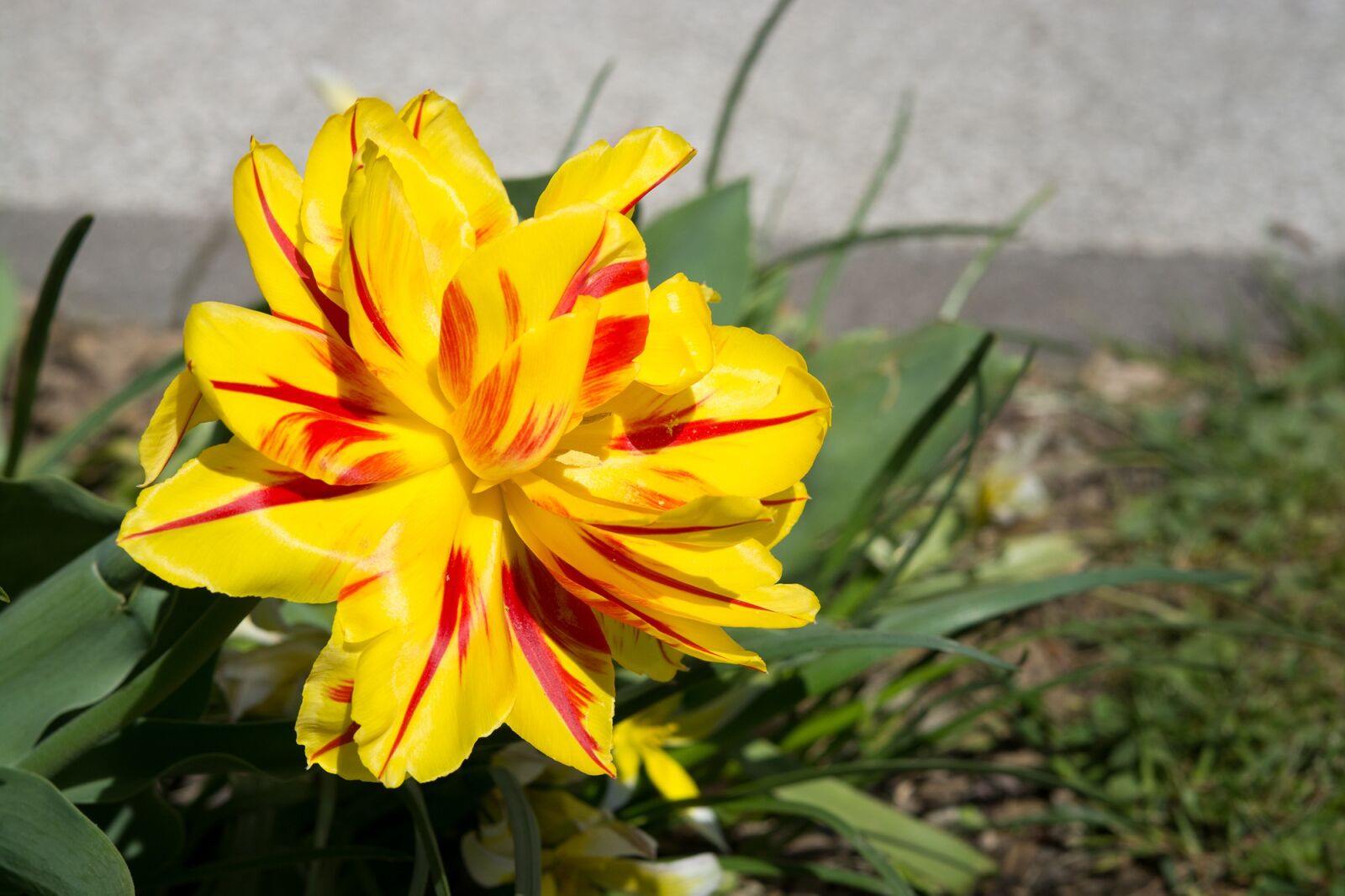 Nikon D7100 sample photo. Tulip, yellow red, yellow photography
