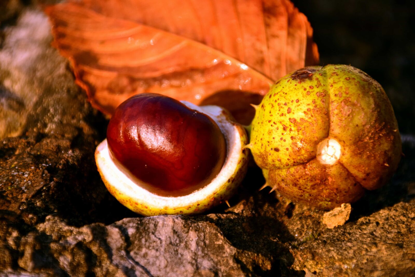 Nikon D3300 sample photo. Autumn, nature, seed, brown photography