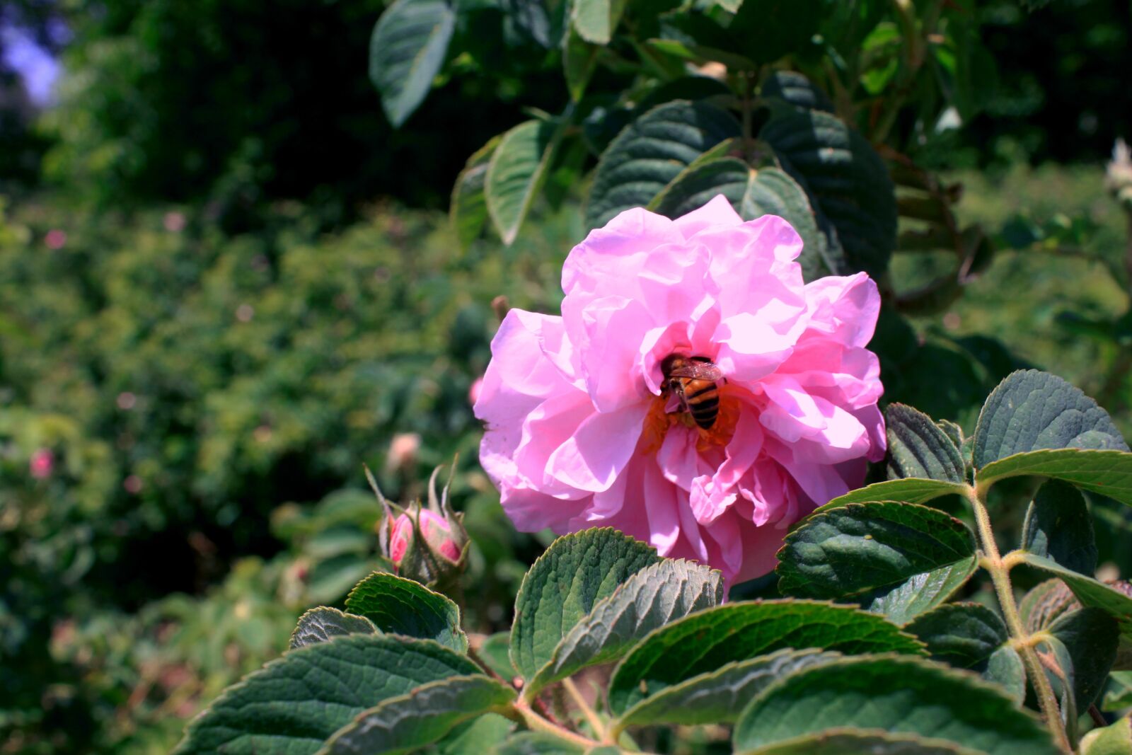 Canon EOS 500D (EOS Rebel T1i / EOS Kiss X3) sample photo. Rose, roses, pink photography