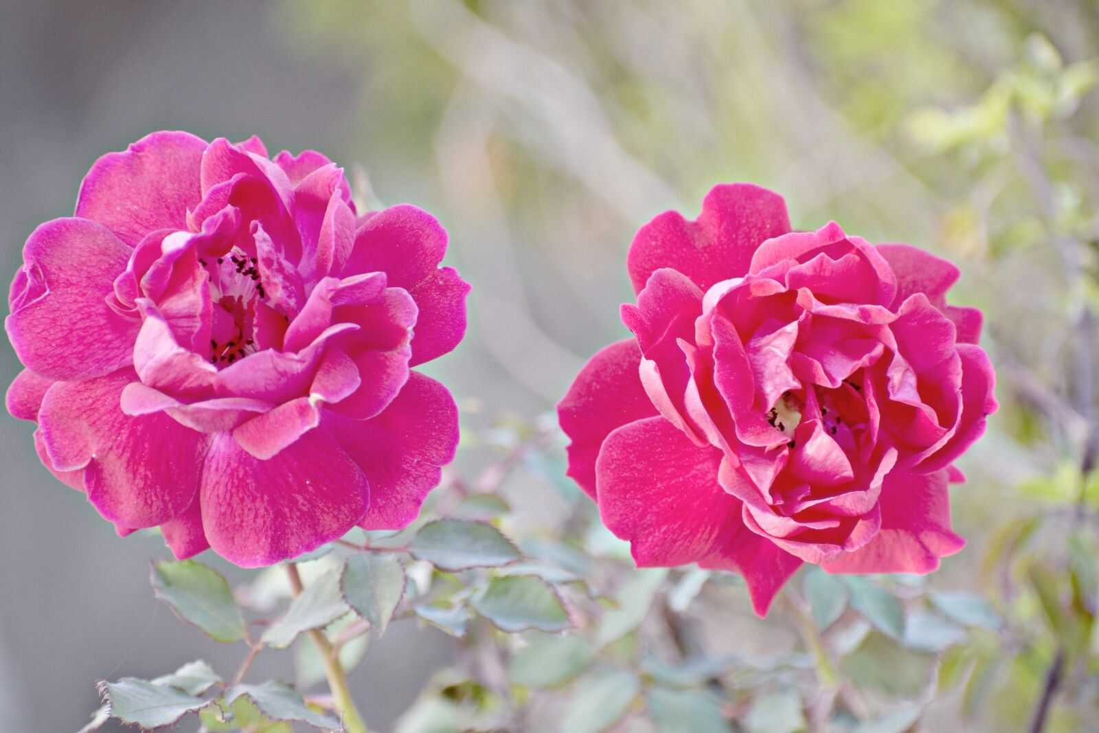 Nikon D5600 sample photo. Flower, rose, nature photography
