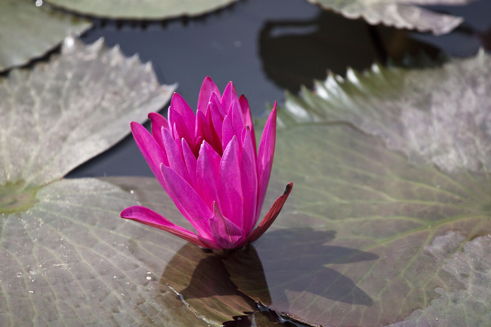Canon EOS 500D (EOS Rebel T1i / EOS Kiss X3) sample photo. Flowering, nymphaea alba, aquatic photography