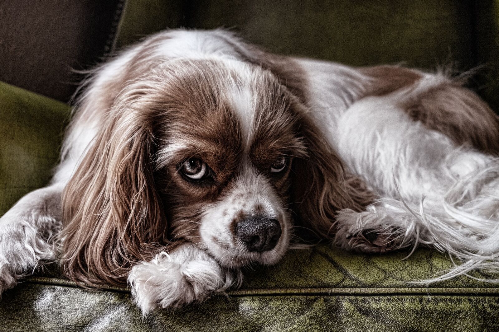 Fujifilm XC 16-50mm F3.5-5.6 OIS II sample photo. Dog, animal, pet photography