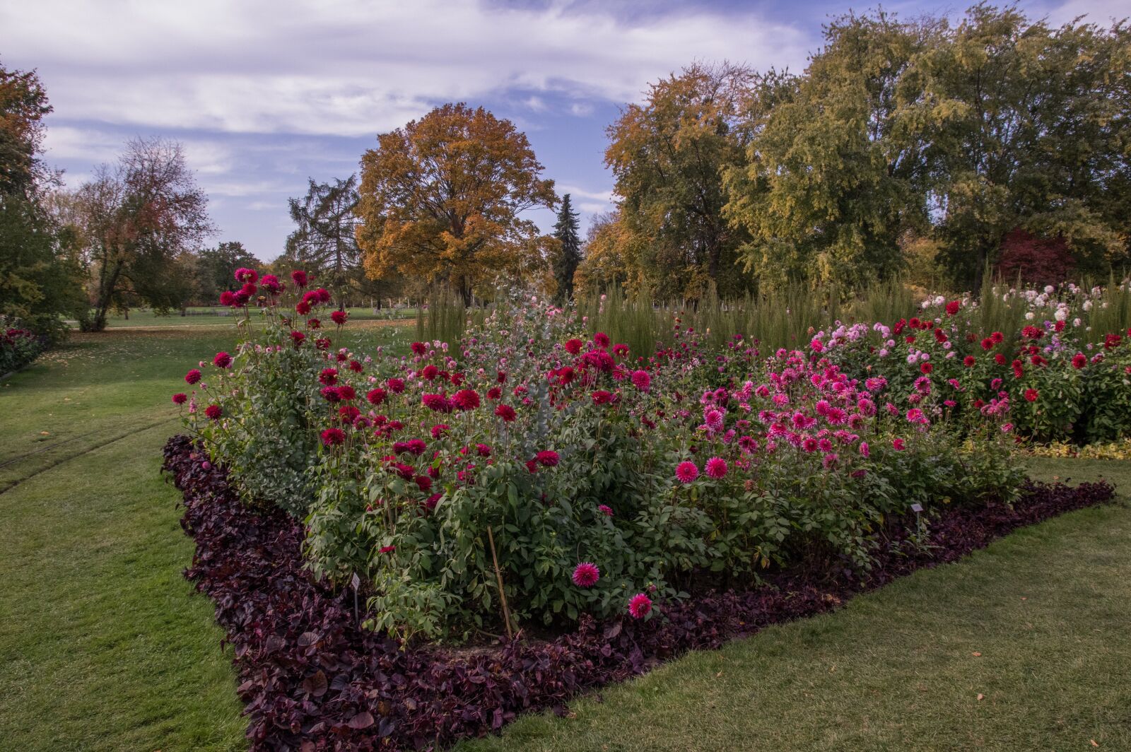 Pentax K-3 sample photo. Flowers, dahlia, bloom photography