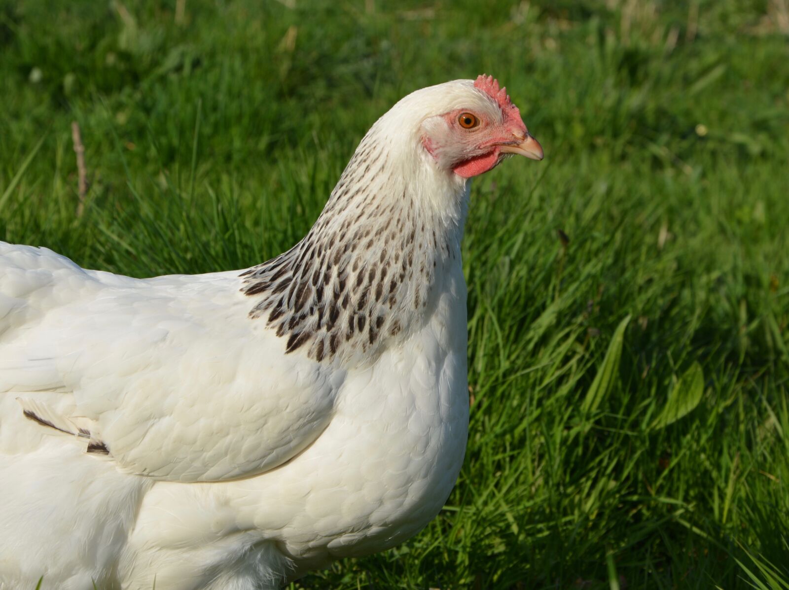 Nikon D5200 sample photo. Hen, laying hen, domestic photography