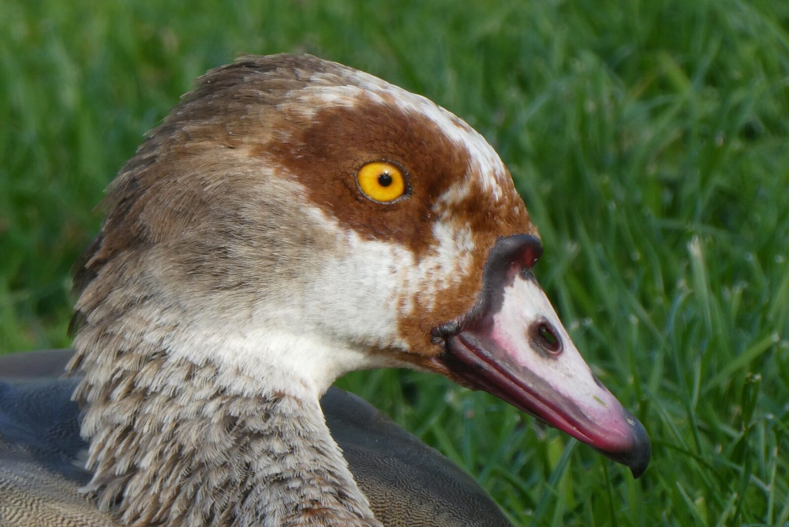 Panasonic Lumix DC-ZS70 (Lumix DC-TZ90) sample photo. Nile goose, head, eyes photography