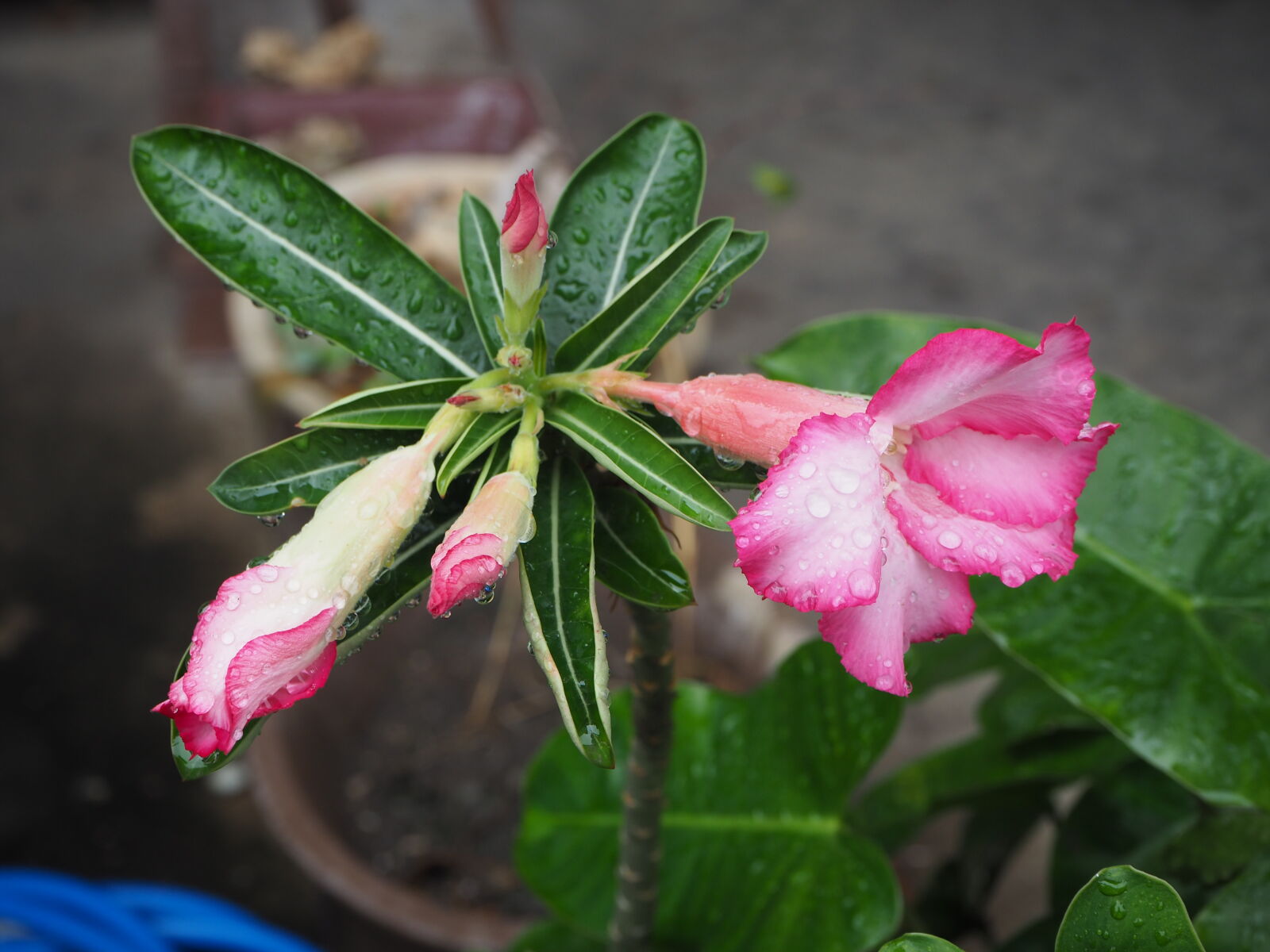 Olympus OM-D E-M10 II sample photo