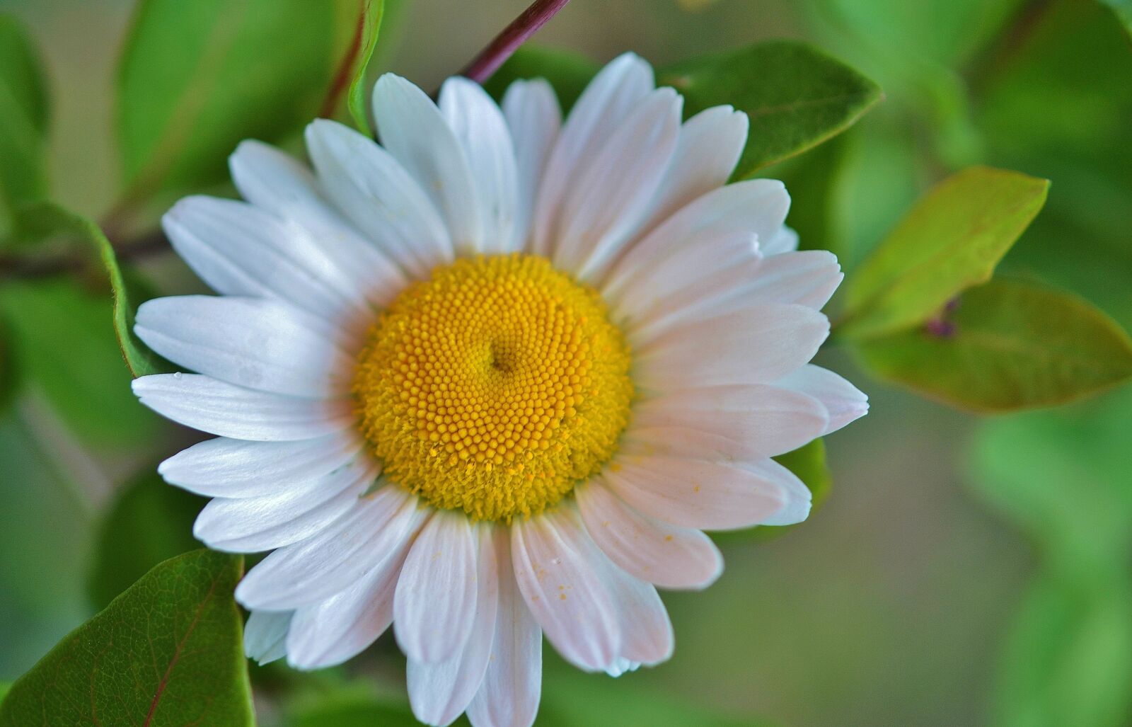 Nikon D7000 sample photo. Daisy, flower, nature photography