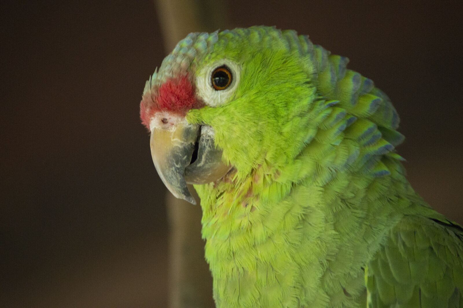 Nikon D3200 sample photo. Lora, parrot, perico photography