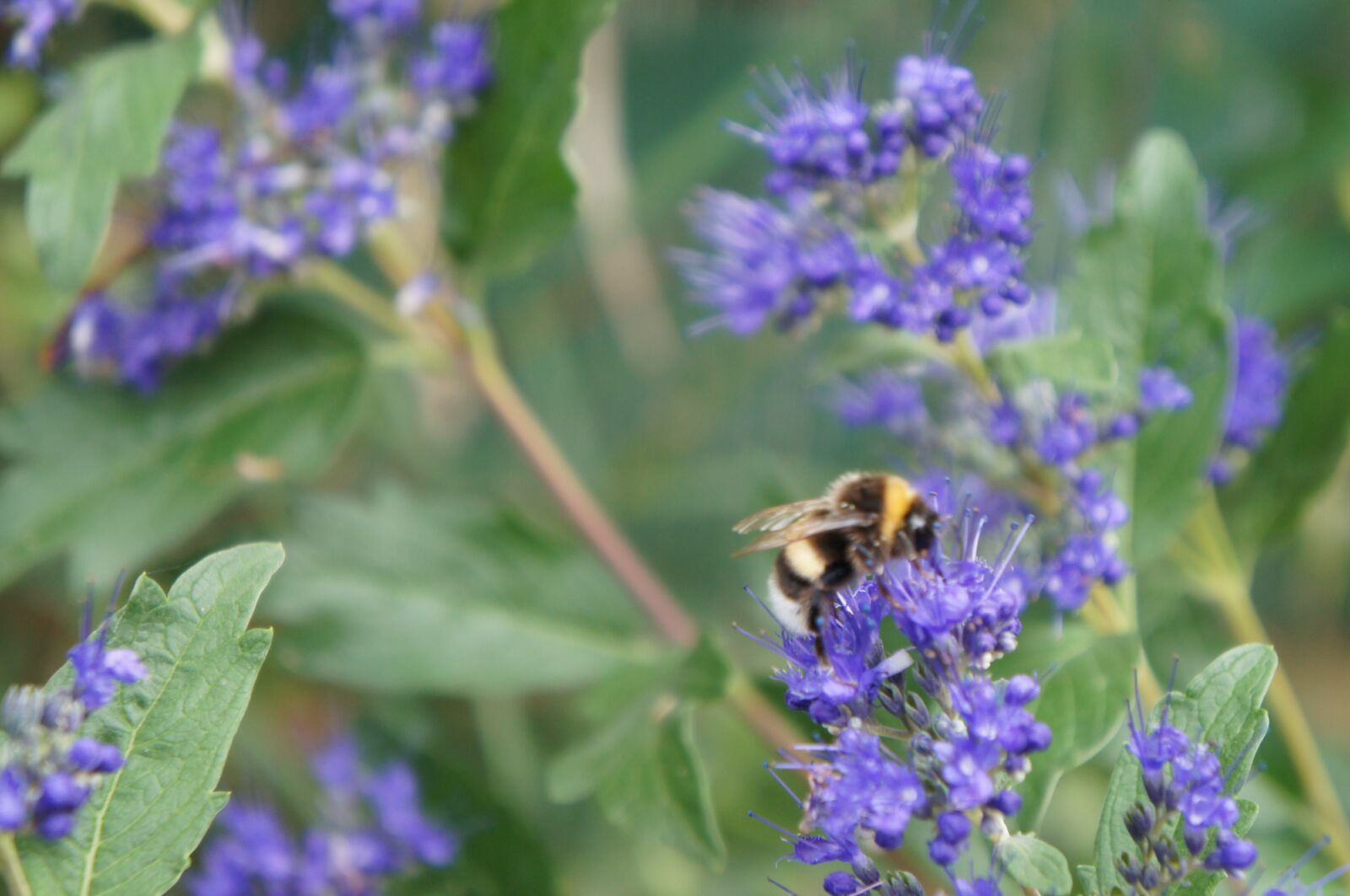 Sony Alpha NEX-C3 sample photo. Flower, bee, insects photography
