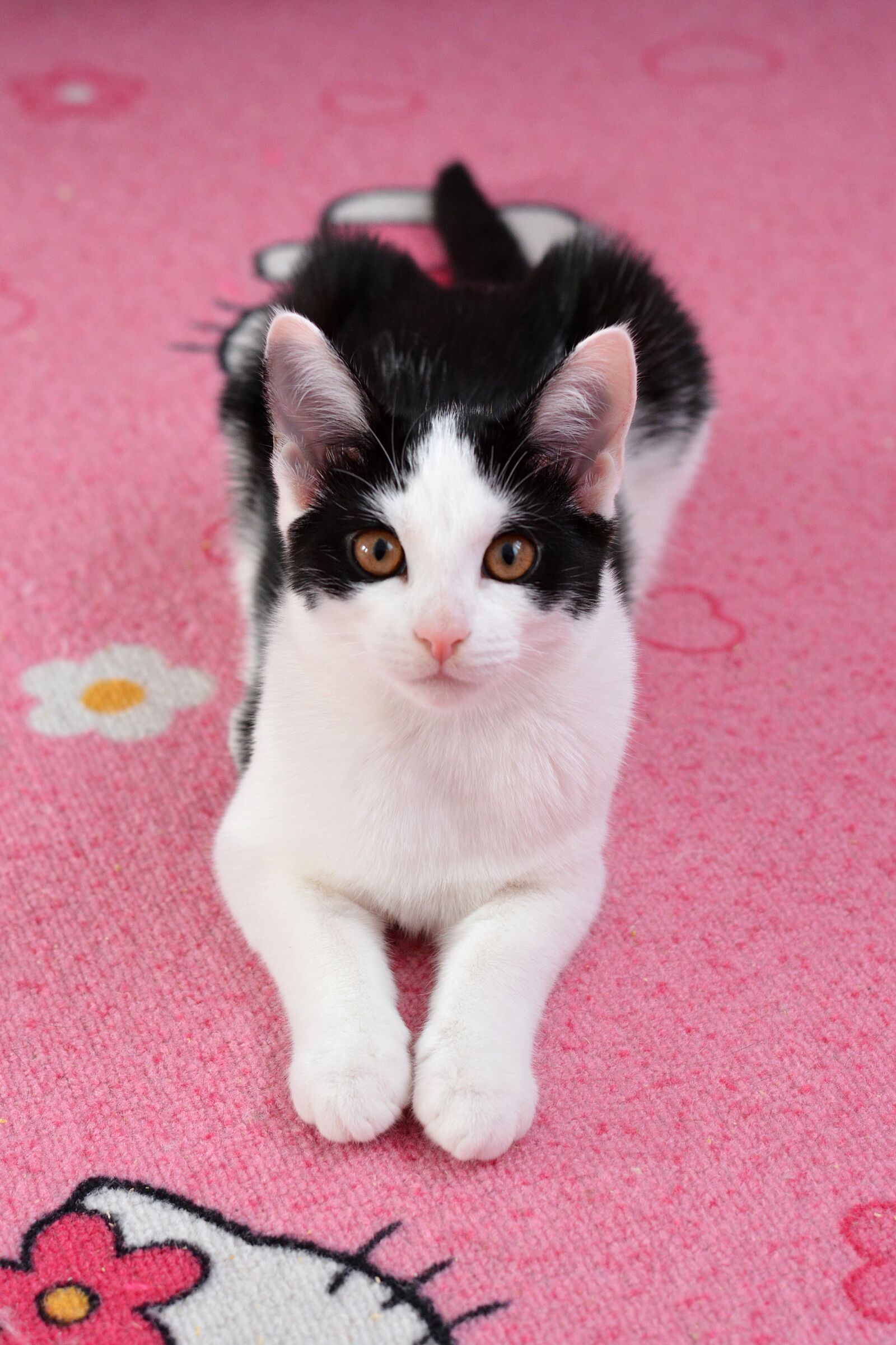 Nikon D7100 sample photo. Cat, pet, black and photography