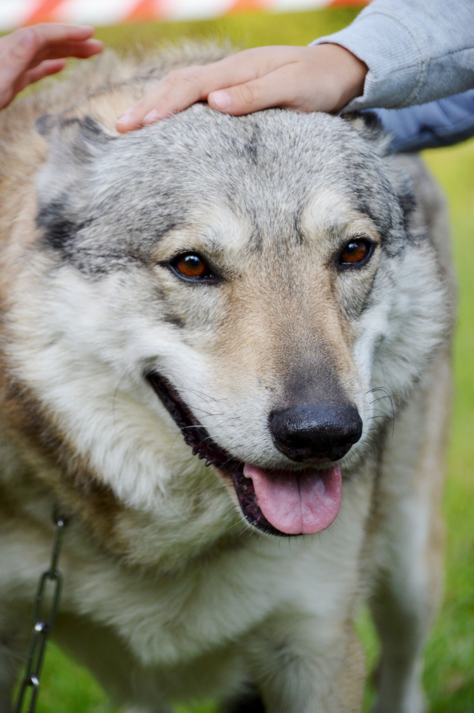 Nikon D3200 sample photo. Animal, wolf-dog, dressage photography