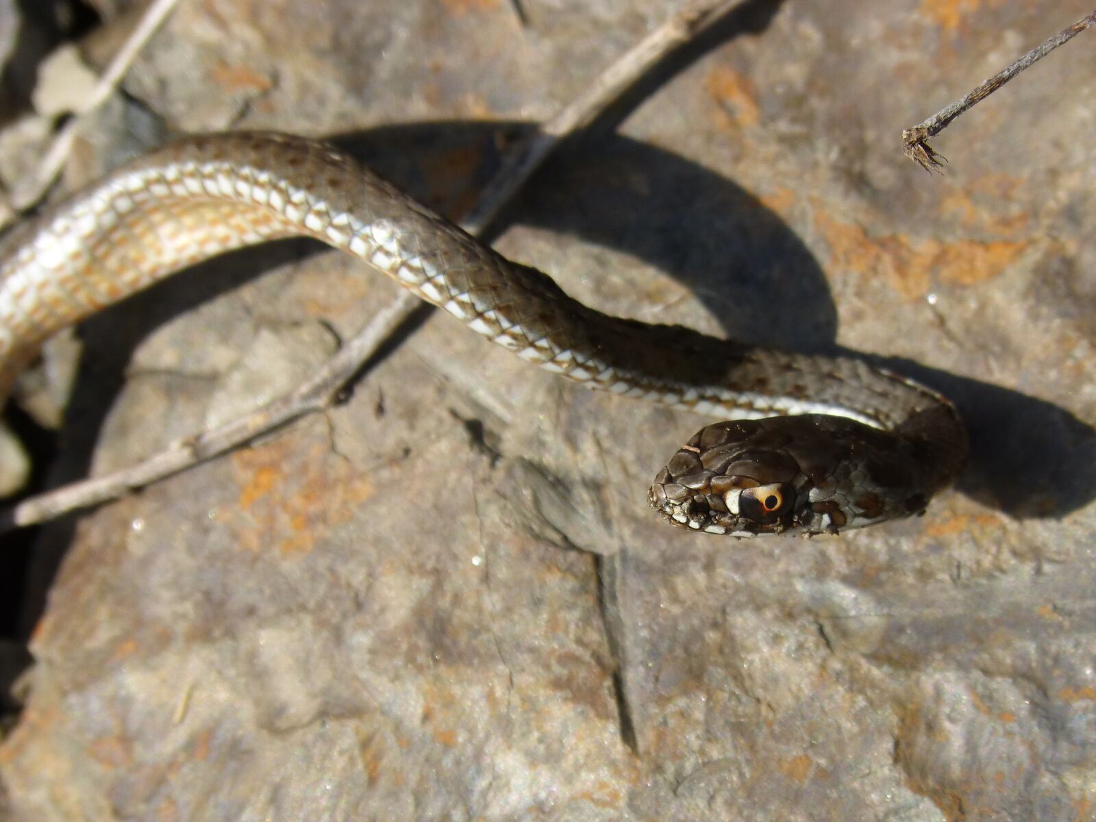 Panasonic DMC-FZ62 sample photo. Coronella girondica, snake, southern photography