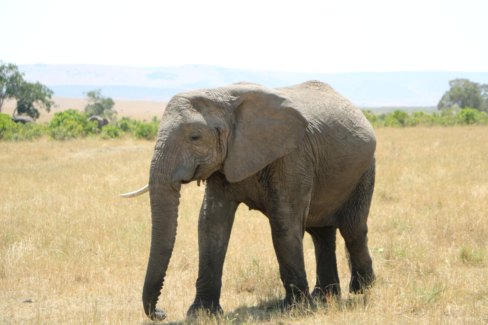 Canon EOS 760D (EOS Rebel T6s / EOS 8000D) sample photo. Elephant, wildlife, mammal photography