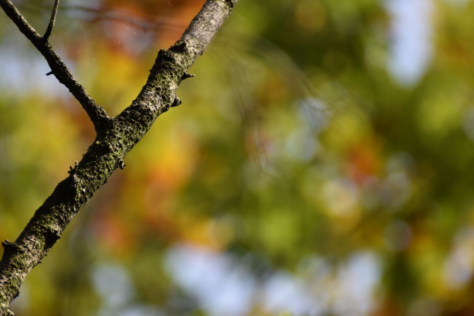 Nikon D5600 sample photo. Autumn pictures, autumn, branch photography
