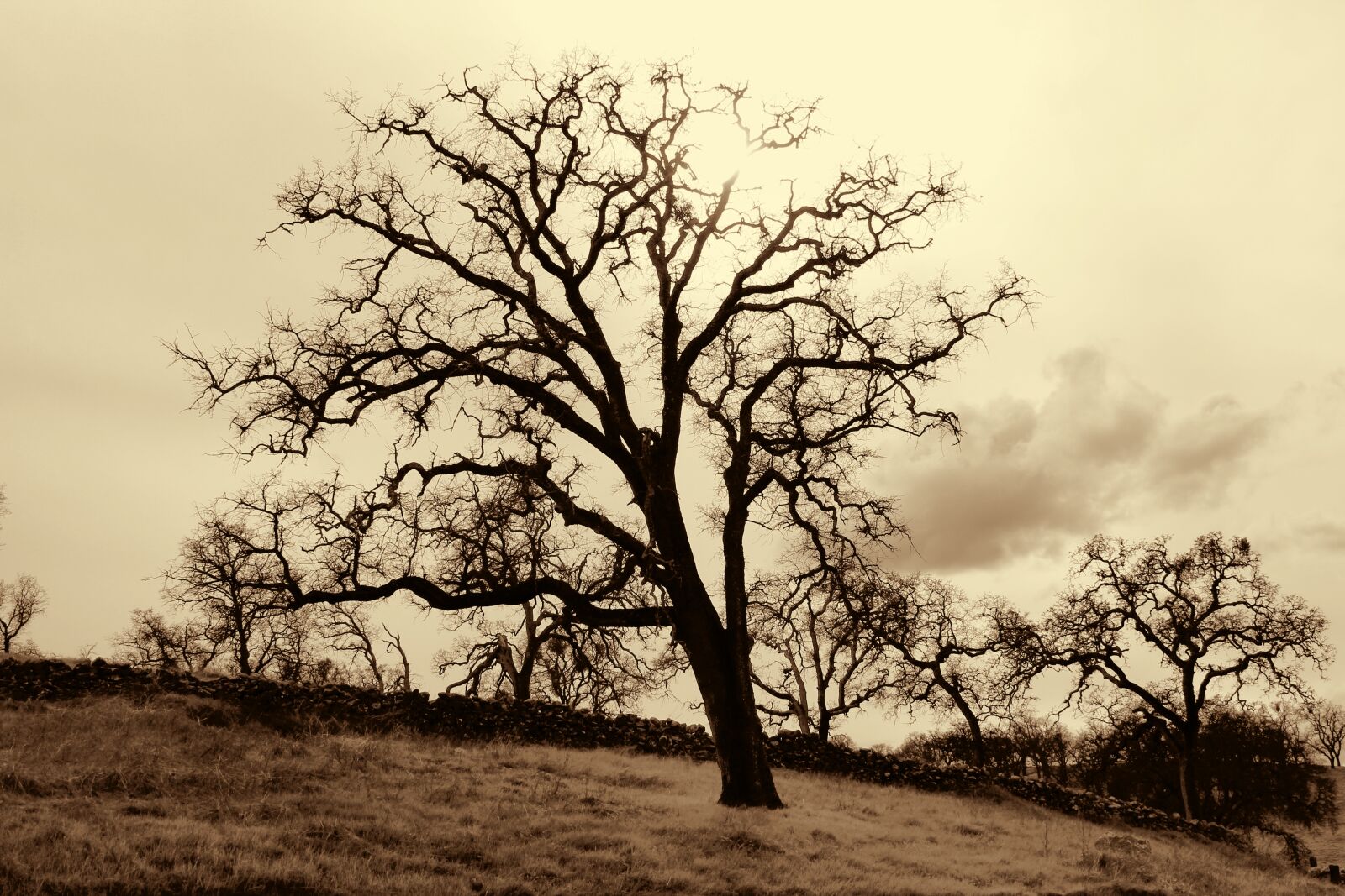 Canon EOS 550D (EOS Rebel T2i / EOS Kiss X4) sample photo. Tree, oak, oak tree photography