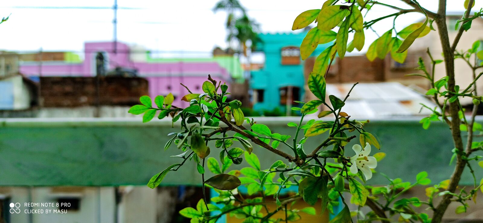 Xiaomi Redmi Note 8 Pro sample photo. Smalltree, wallpaper, hd photography
