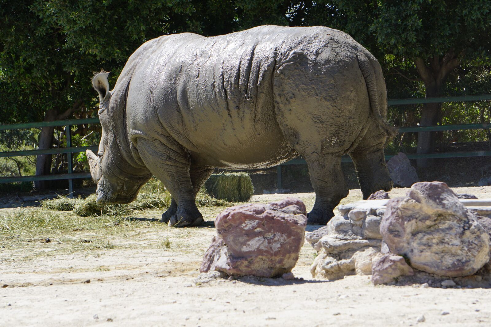 Sony a5100 sample photo. Rhinos, placental mammals, black photography