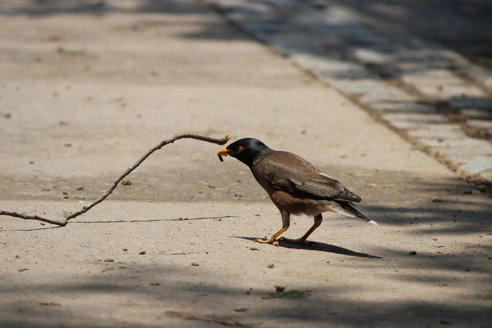 Canon EF-S 55-250mm F4-5.6 IS II sample photo. Bird, food, chandigarh photography