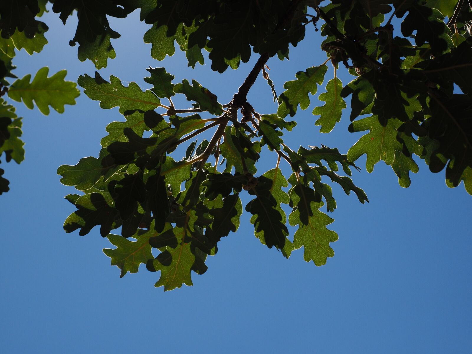 Olympus OM-D E-M1 + Olympus M.Zuiko Digital ED 12-40mm F2.8 Pro sample photo. Oak leaves, silvery, shine photography