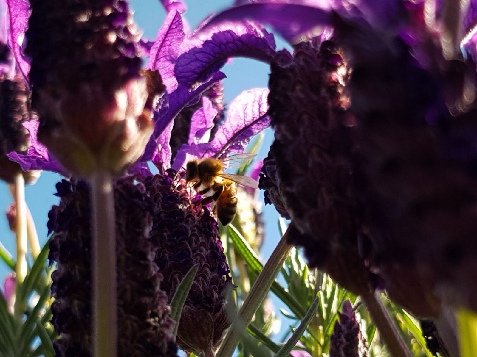 Samsung Galaxy S8 sample photo. Bee, bee, drinking, bee photography